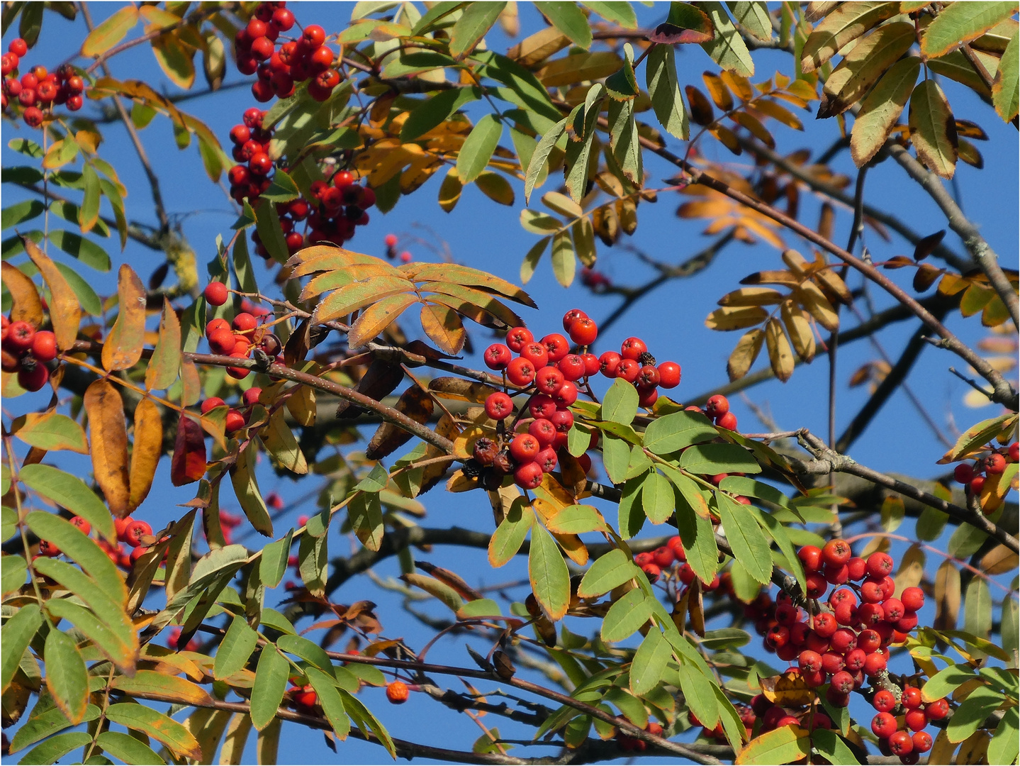 Vogelbeerbaum 