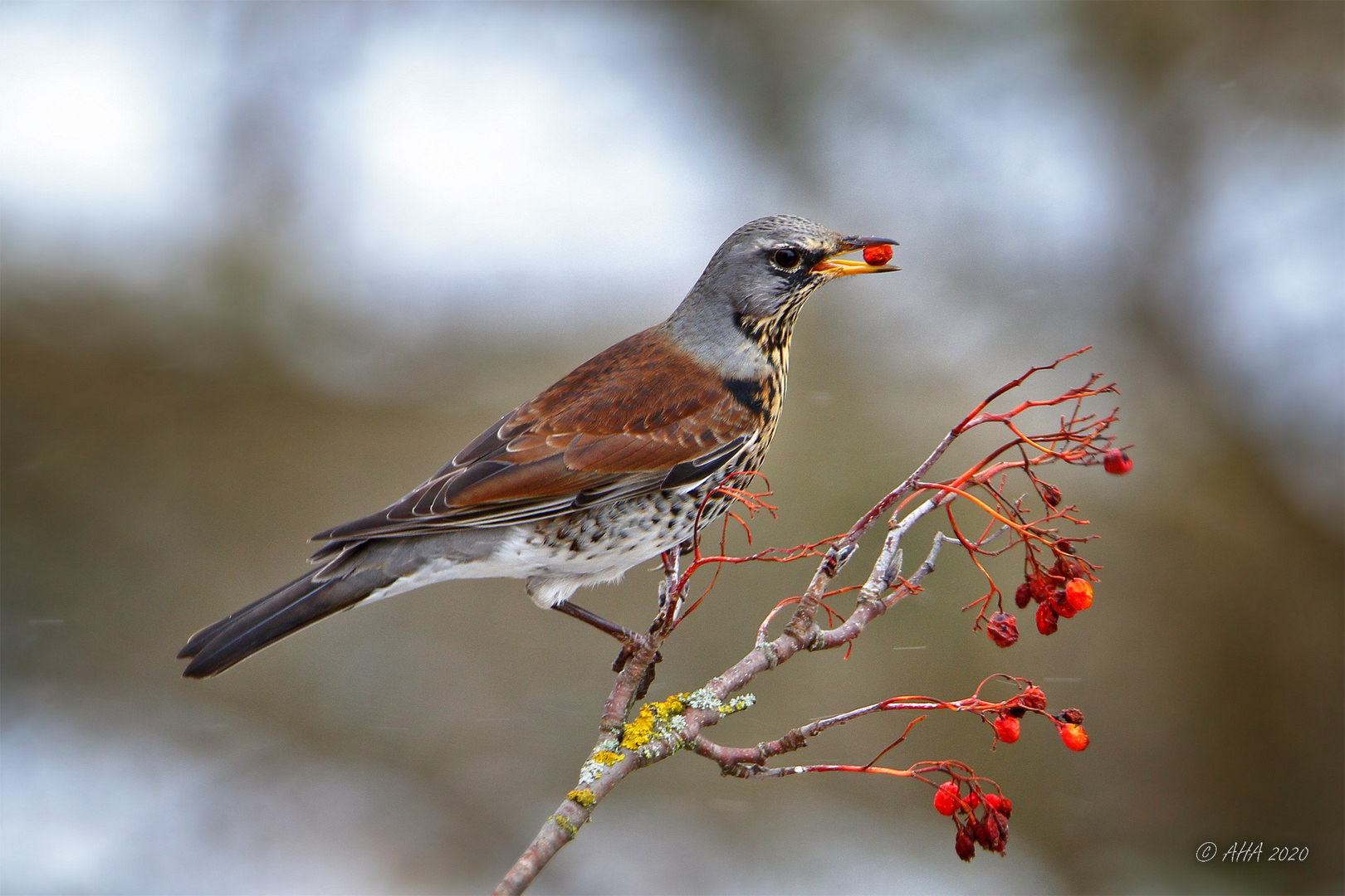 Vogelbeerbaum - 13