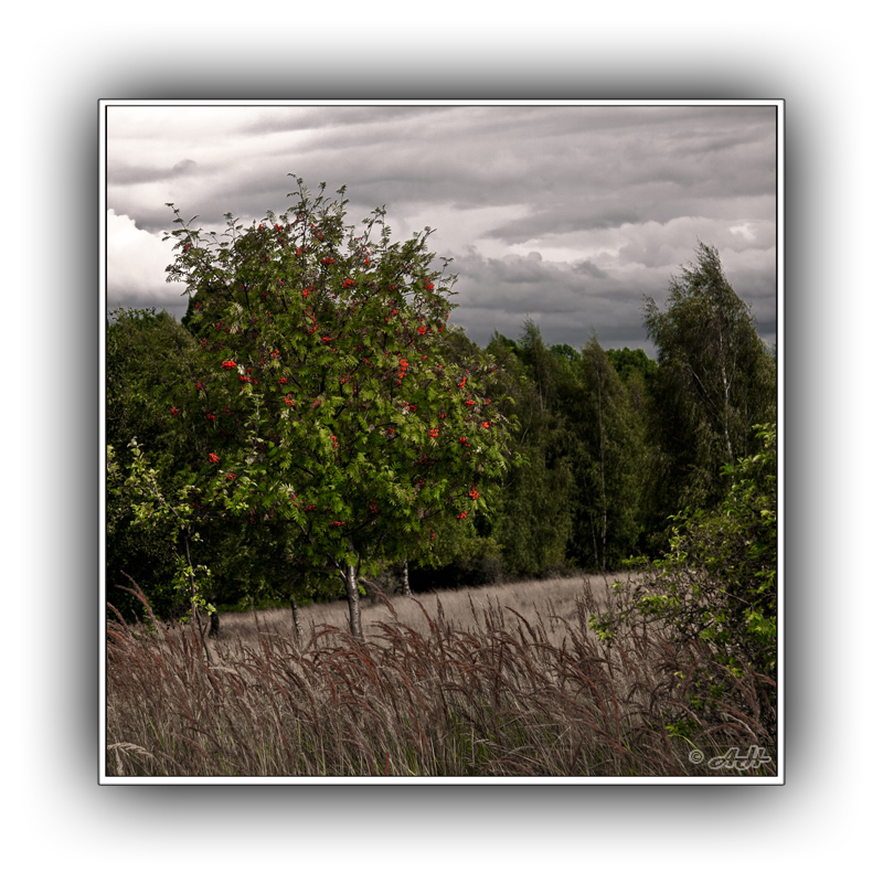 Vogelbeerbaum...