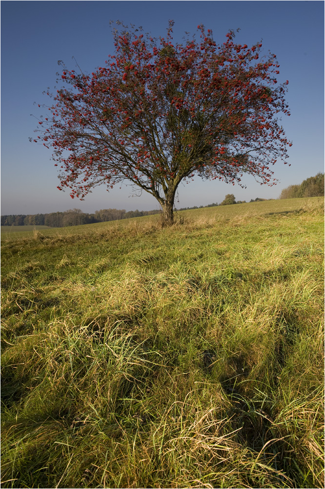 Vogelbeerbaum