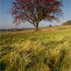 Vogelbeerbaum