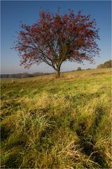 Vogelbeerbaum