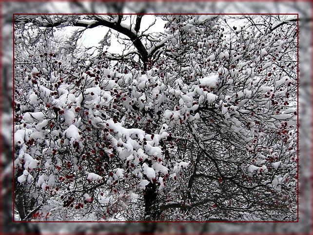 Vogelbeerbaum.....