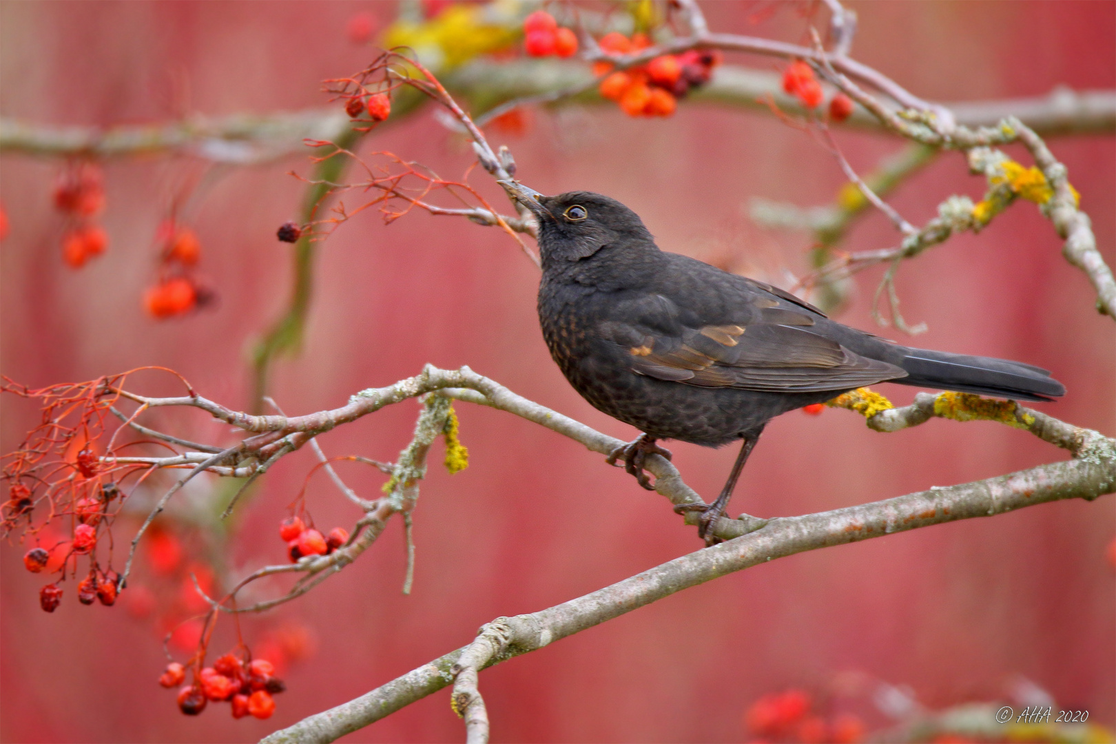 Vogelbeerbaum - 3