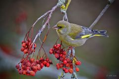 Vogelbeerbaum - 4