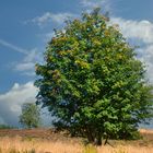 Vogelbeerbaum