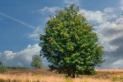 Vogelbeerbaum