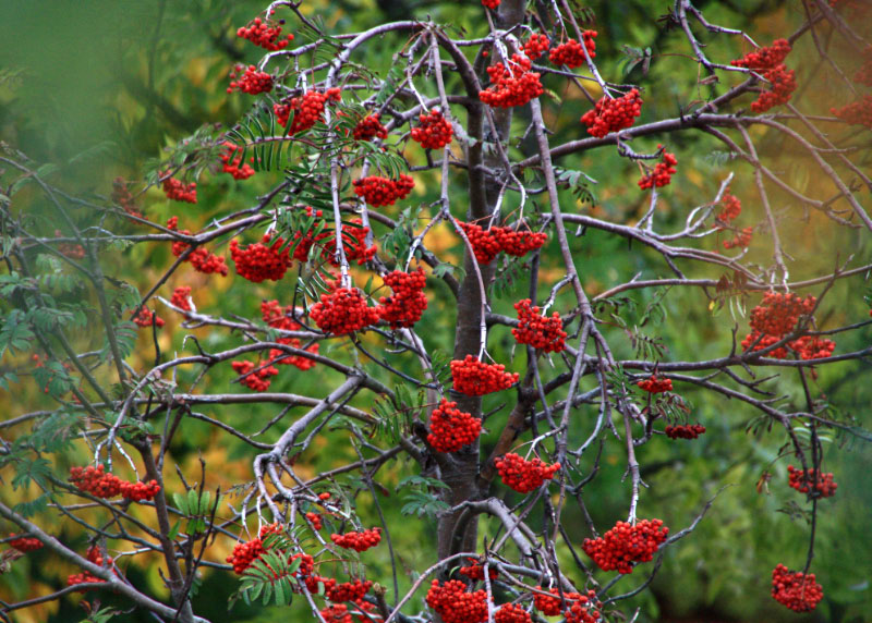 Vogelbeerbaum