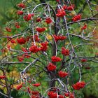 Vogelbeerbaum