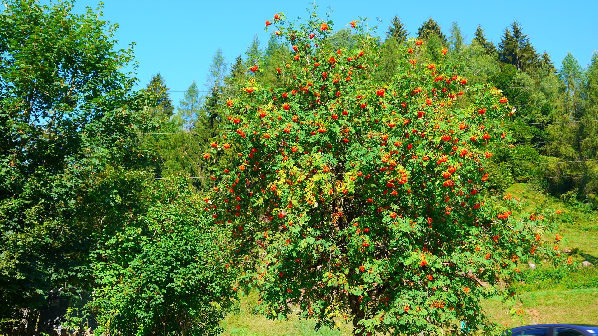 Vogelbeerbaum