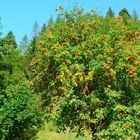 Vogelbeerbaum