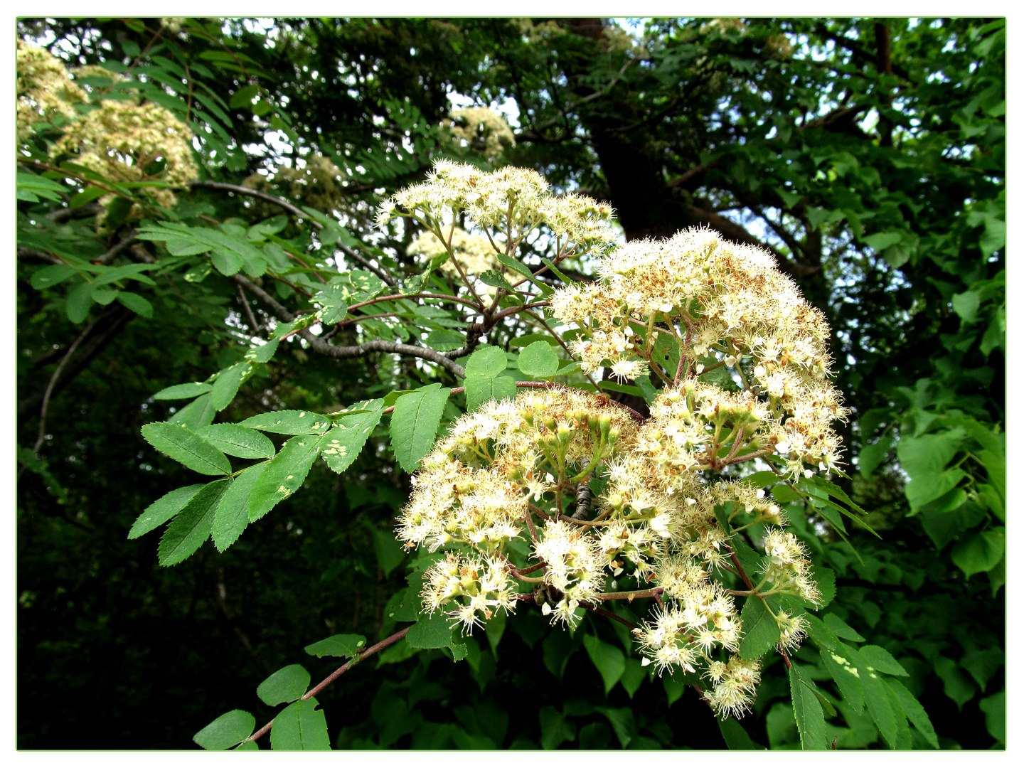 Vogelbeerbaum ...