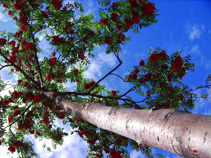 Vogelbeerbaum