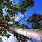 Vogelbeerbaum