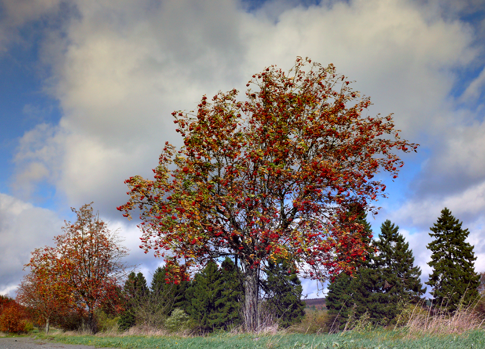 Vogelbeerbaum