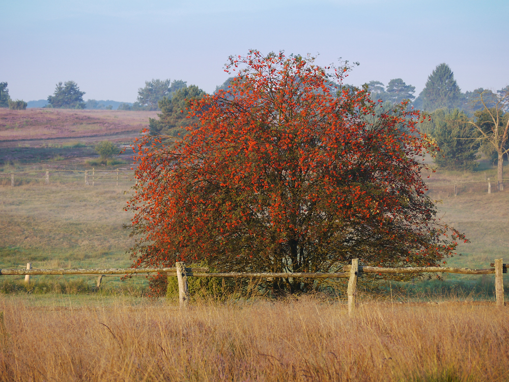 Vogelbeerbaum