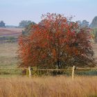 Vogelbeerbaum