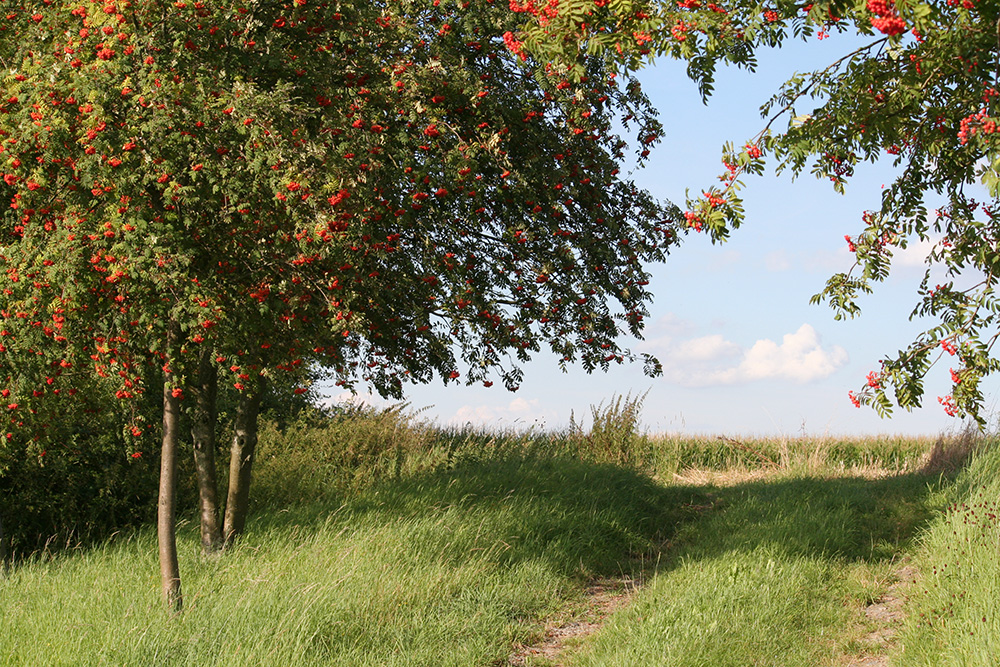 Vogelbeerbaum