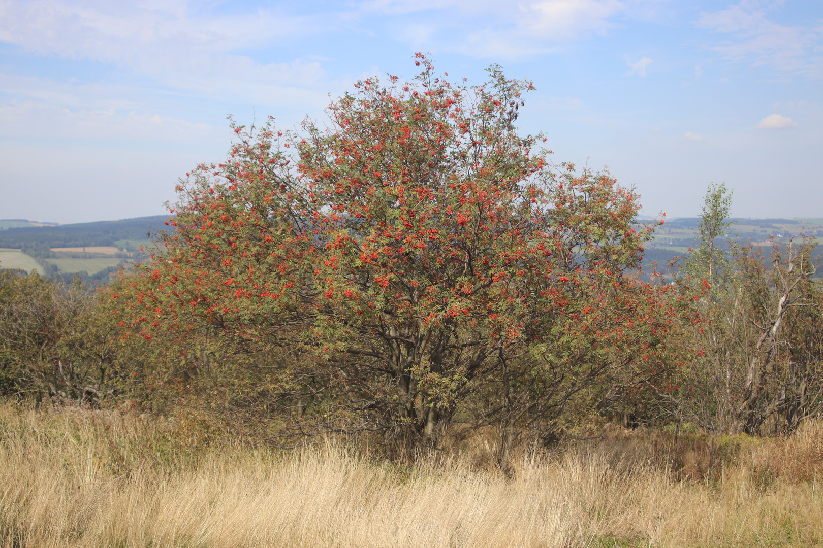 Vogelbeerbaum