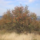 Vogelbeerbaum