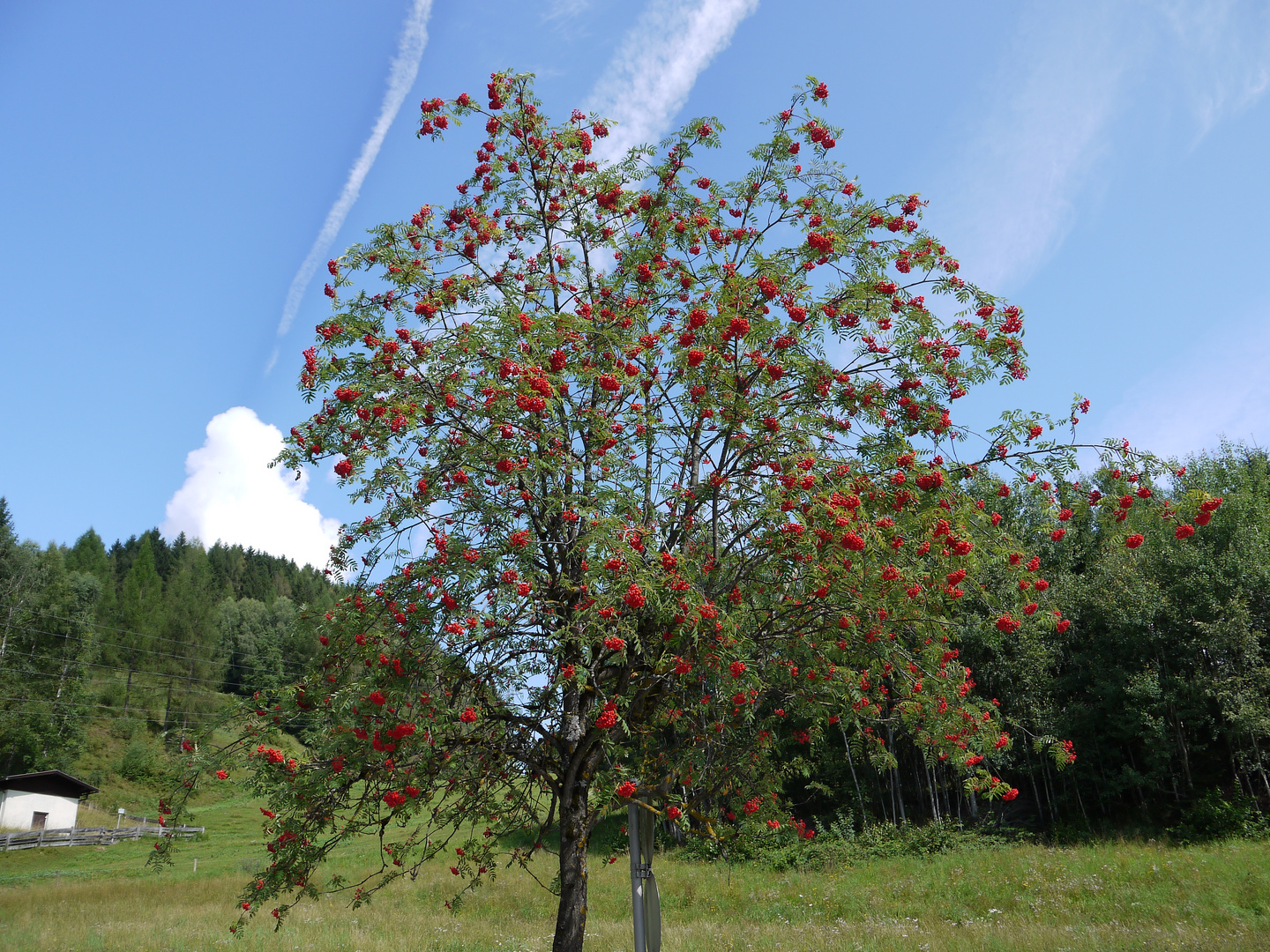 Vogelbeerbaum