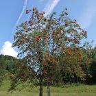 Vogelbeerbaum