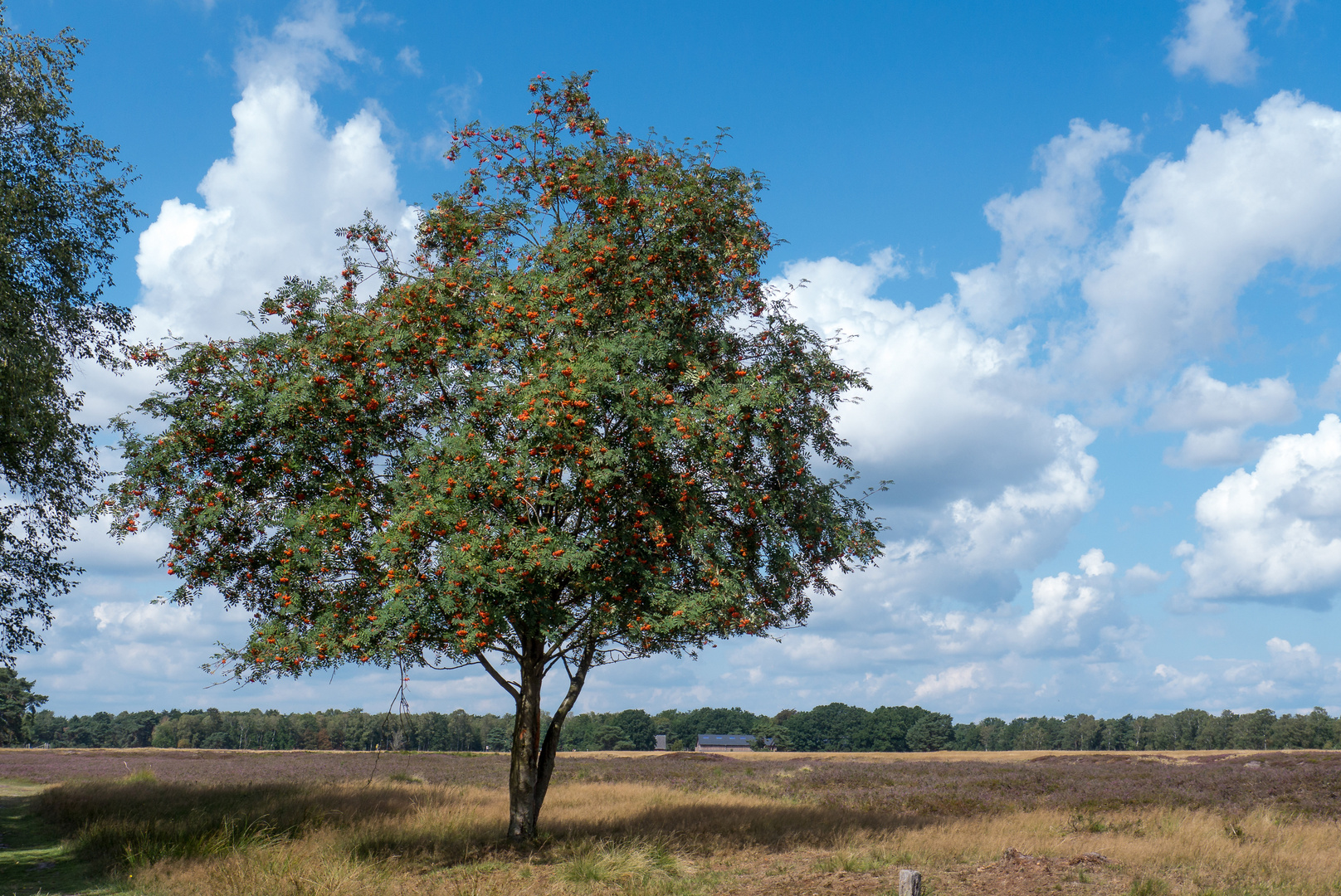 Vogelbeerbaum (Eberesche) in der Heide