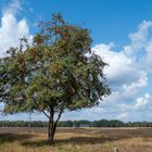 Vogelbeerbaum (Eberesche) in der Heide