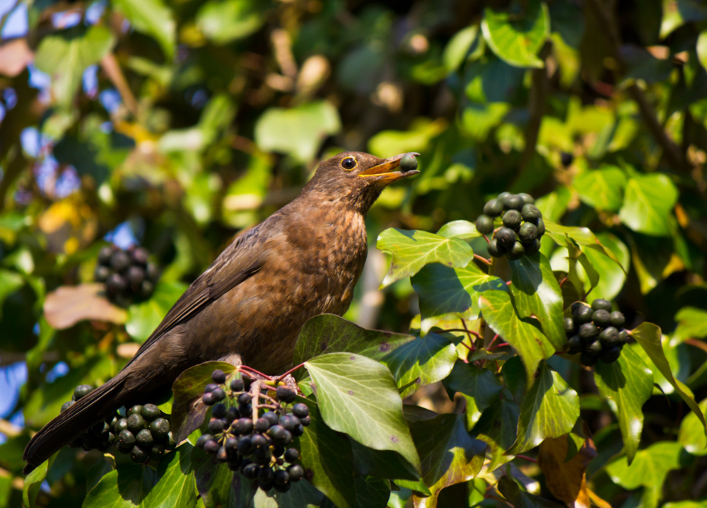 Vogelbeere ?!