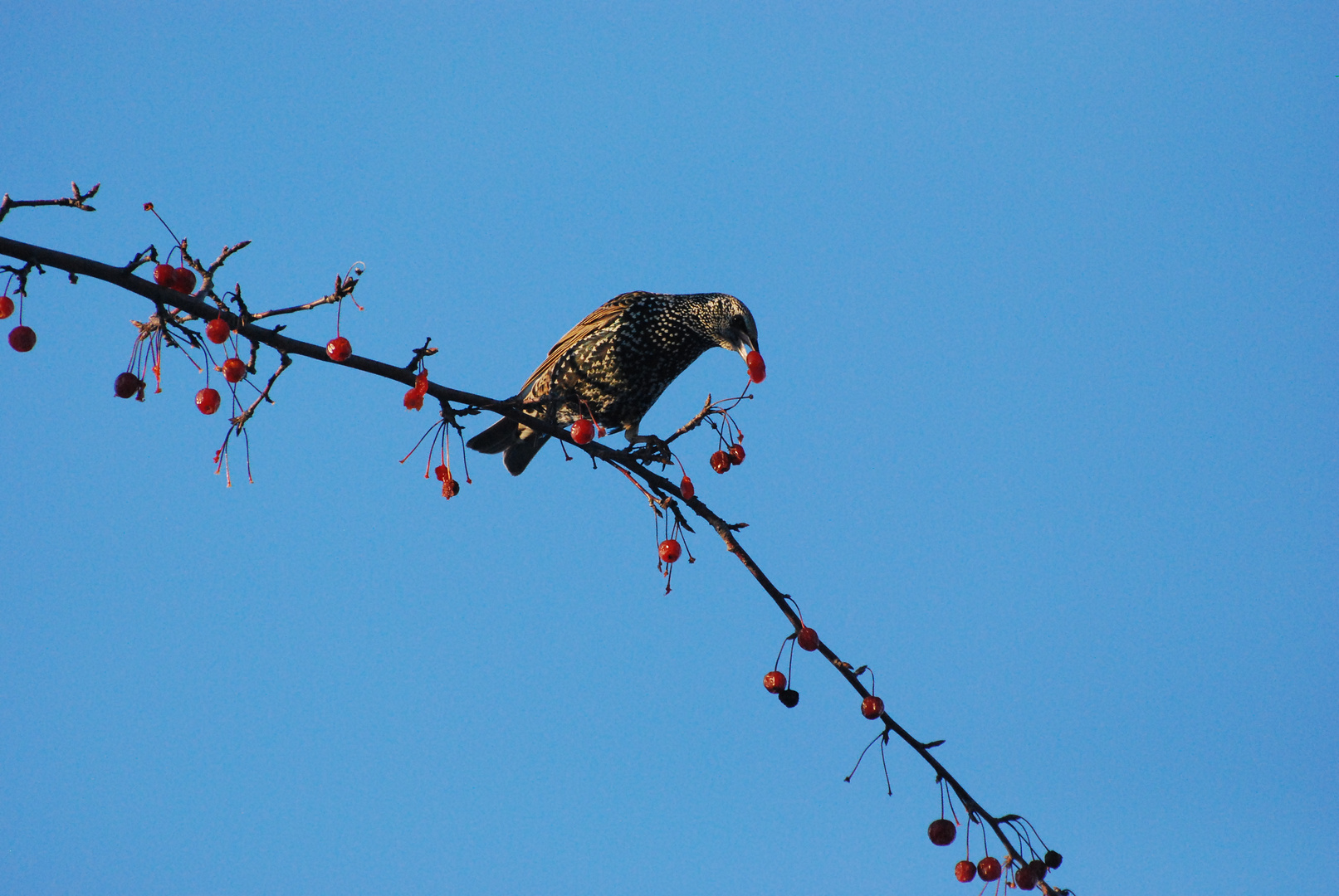 Vogelbeere, Beerenvogel?