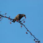 Vogelbeere, Beerenvogel?