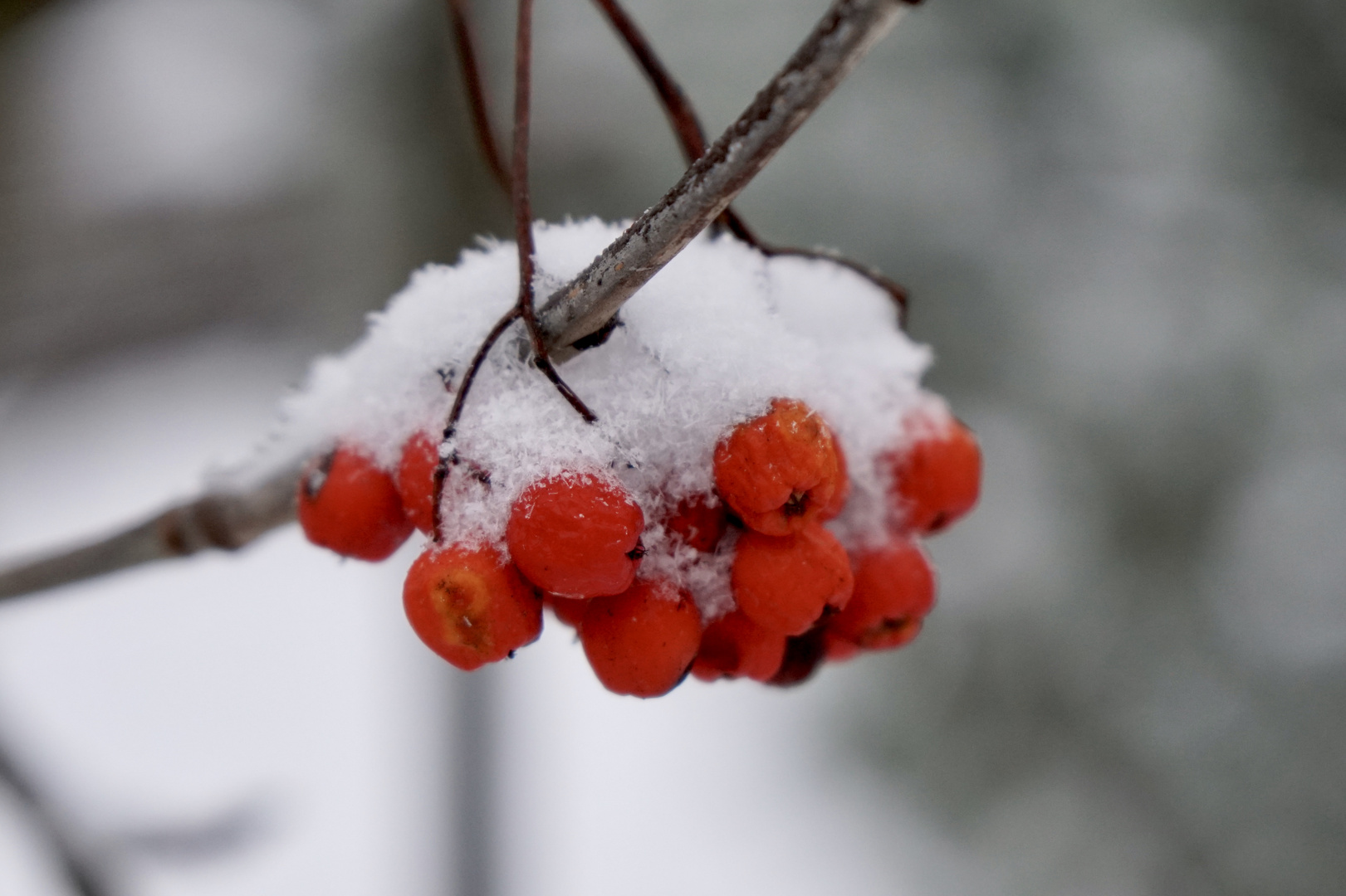 Vogelbeere im Winter