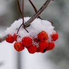 Vogelbeere im Winter