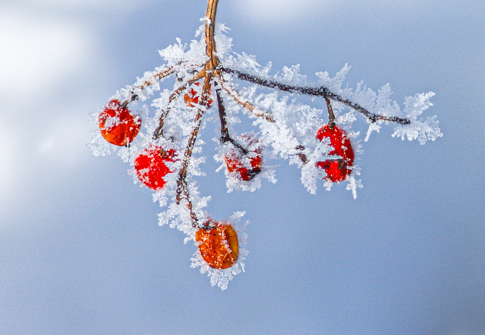 Vogelbeere  mit Zuckerguss 