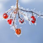 Vogelbeere  mit Zuckerguss 