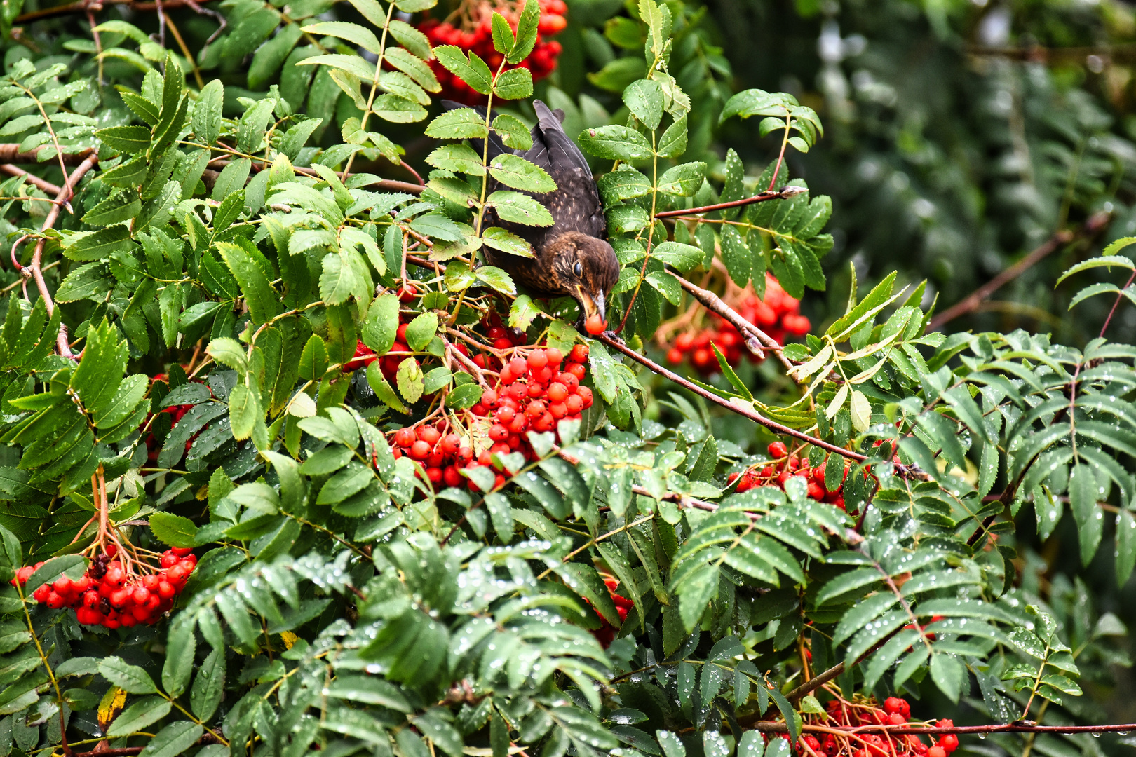 Vogelbeere, schmeckt halt