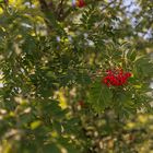 Vogelbeere - unheimlich wertvoller Baum 