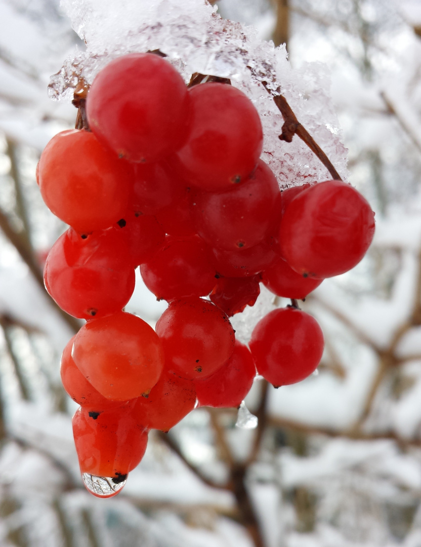 Vogelbeeren