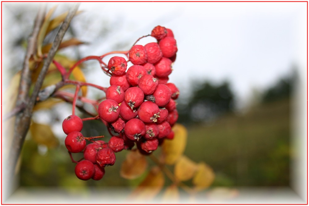 Vogelbeeren