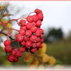 Vogelbeeren