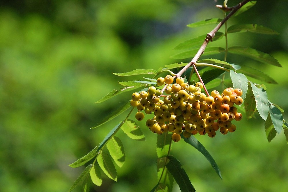 Vogelbeeren