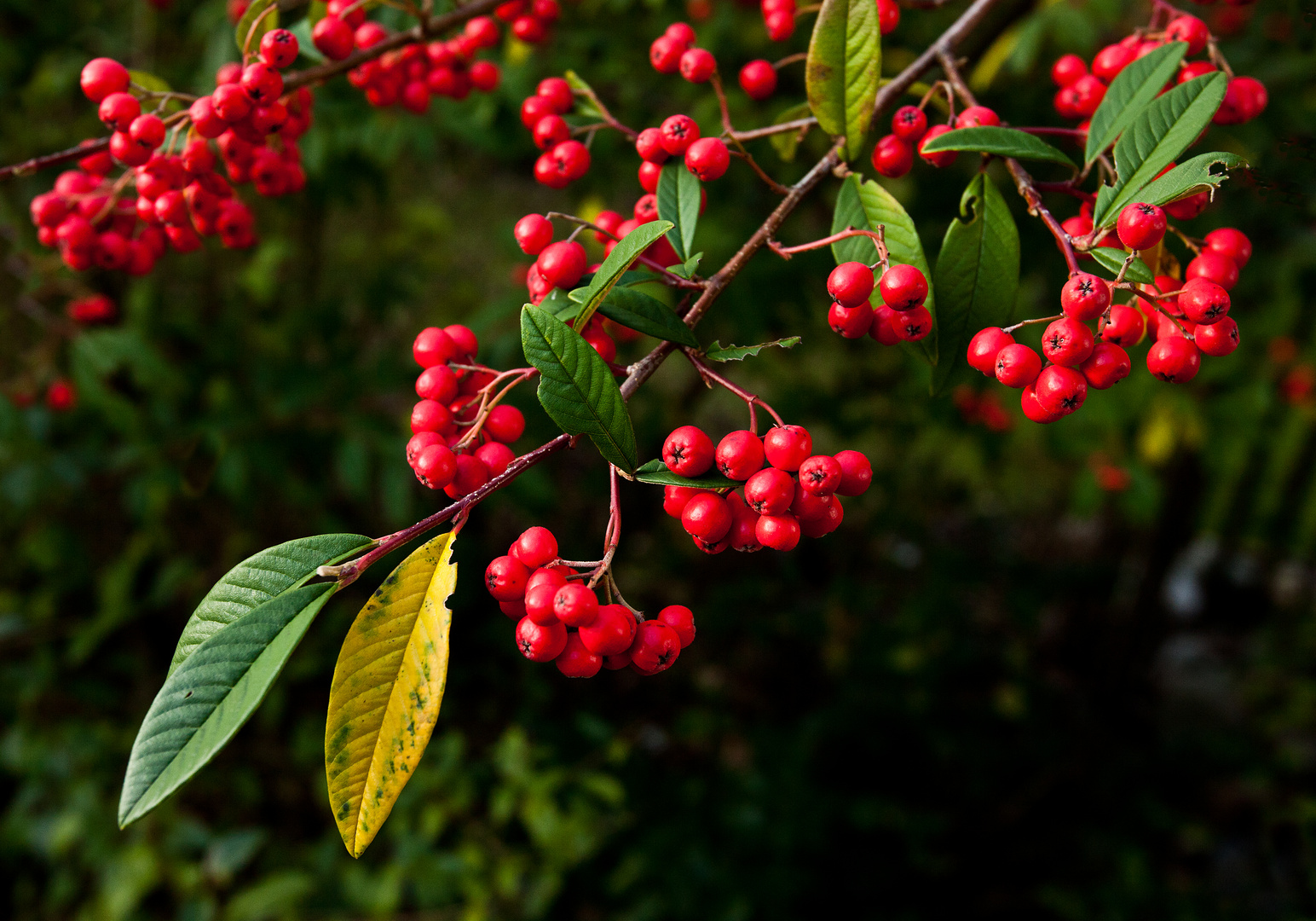 Vogelbeeren ..