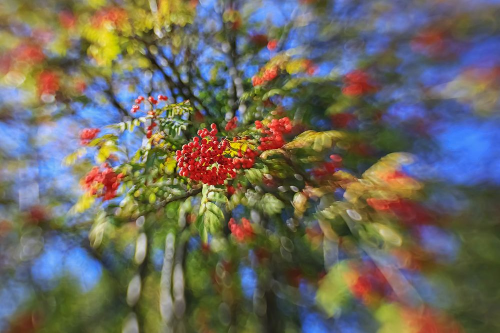 Vogelbeeren