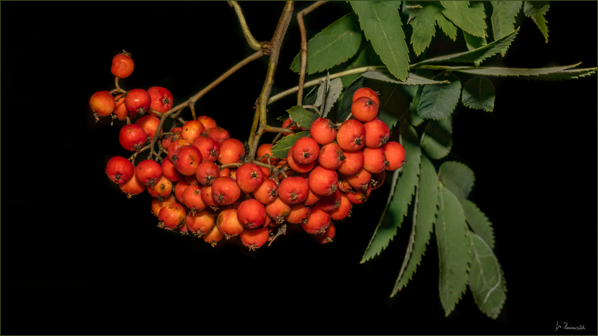 °°° Vogelbeeren °°°