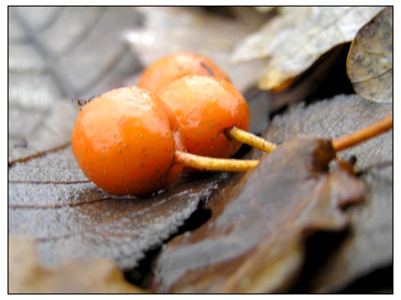 Vogelbeeren