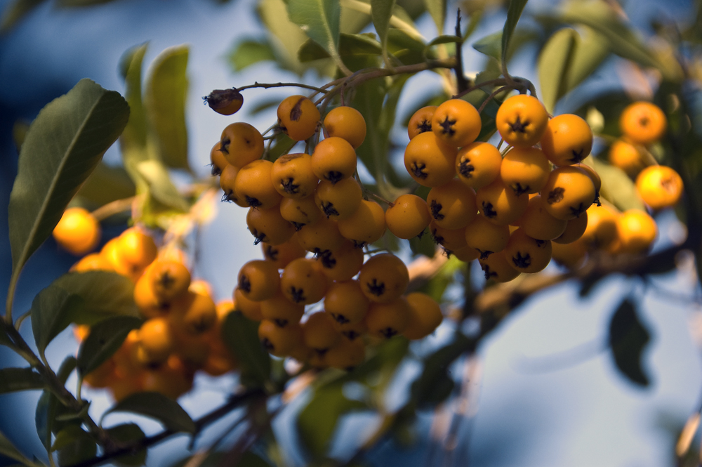 Vogelbeeren