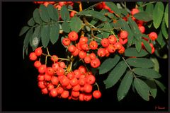 Vogelbeeren 2