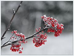 Vogelbeeren