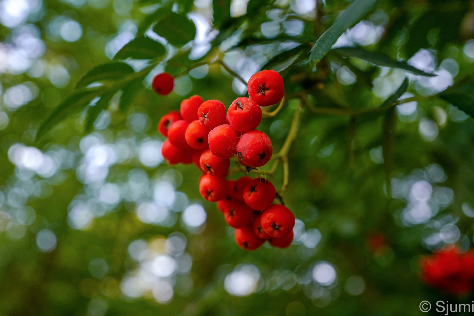 Vogelbeeren