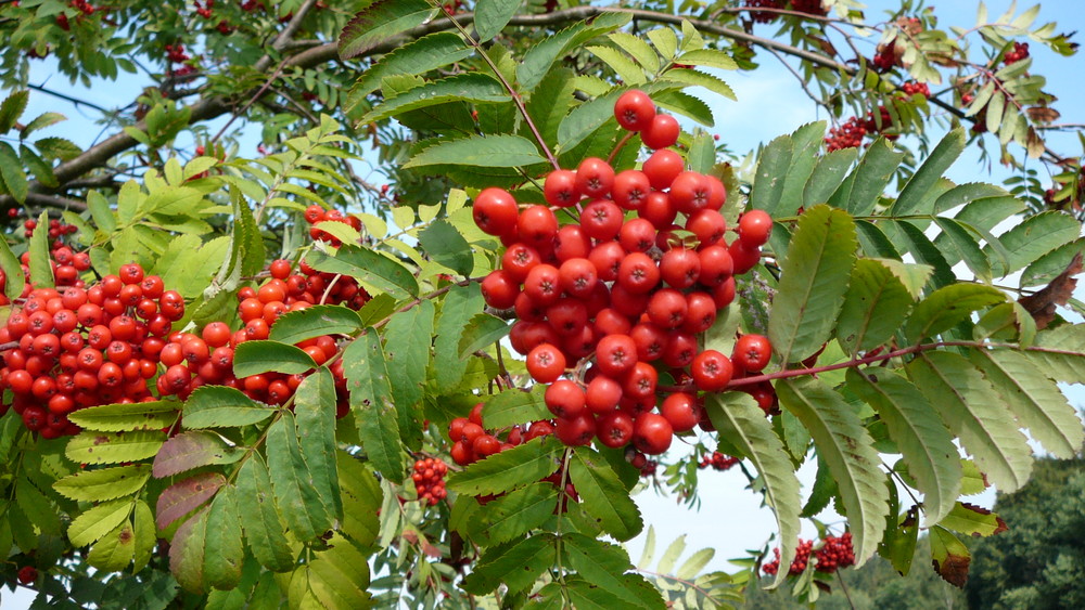 Vogelbeeren